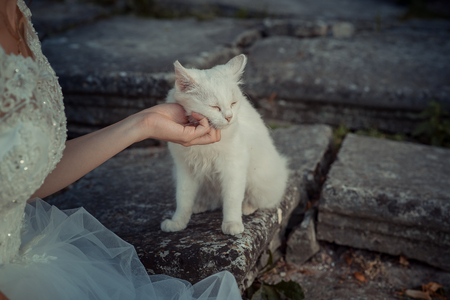 Bride hand is tenderly petting the lovely white cat.の写真素材
