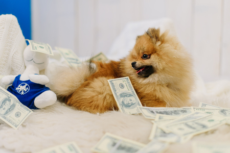 The side portrait of the little puppy German Spitz lying on the white fluffy carpet showered with money at the background of the white wooden wallの写真素材