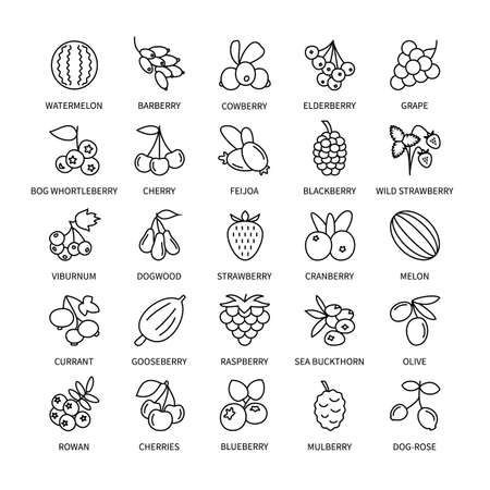 Berries vector linear icons set. Business, analysis, design elements berries, fresh healthy products, vegetables, fruits, food vegan. Isolated collection of Berries for websites and telephones.のイラスト素材