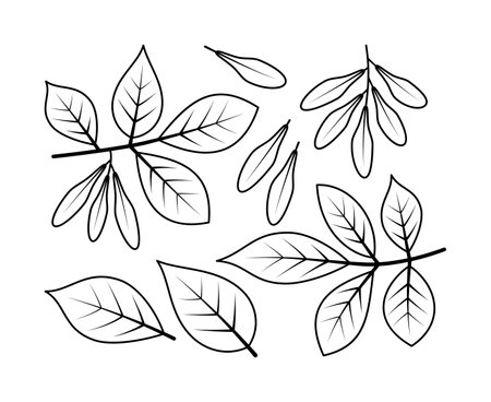 Ash branches and fruit vector line icons. nature and ecology. Ash, leaves, plant, icon, drawing, fetus and more. Isolated collection of line icons ash branches on white background.のイラスト素材