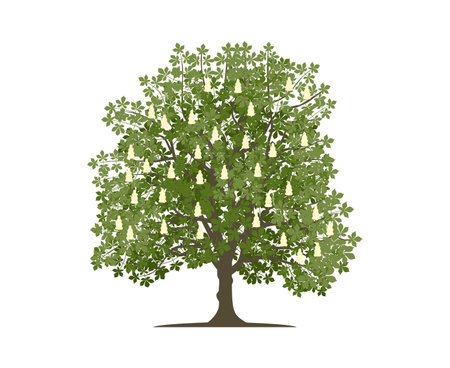 Vector drawing of chestnut tree. nature and ecology. Isolated vector illustration of chestnut tree on a white background for social networks, posters, cards and more.のイラスト素材