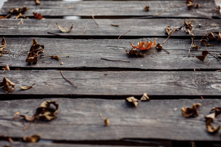 autumn leaf on wood black background orange leaf on old grunge wood deck, copy place for inscription, top view,の写真素材