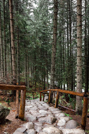 stone path in a forest in the mountains. Morske Oko, Europeの写真素材