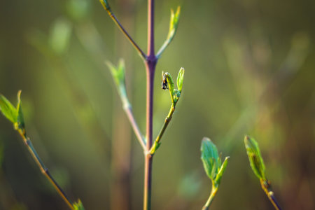 trees are blooming in the spring. branches of a tree with small green leaves. background light green
