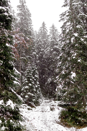 landscape snow trees dense forest in winter. Morske Okoの写真素材