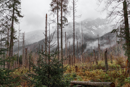 Autumn view, yellow green trees and snow-capped mountains. Morske Oko, Polandの写真素材