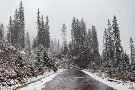 scenic view of the road with snow and mountain and giant trees background in winter seasonの写真素材
