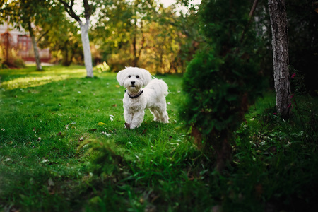 Fluffy Maltese mix on the grassの写真素材