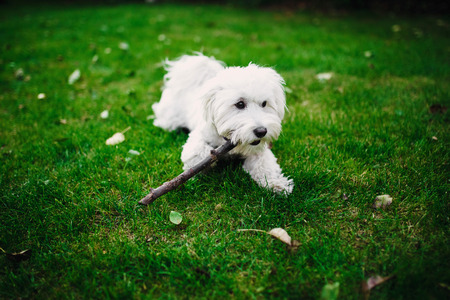 Fluffy Maltese mix on the grassの写真素材