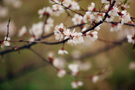 Spring Cherry blossoms, pink flowersの写真素材