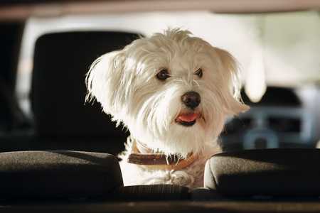 portrait white dog. portrait Fluffy Maltese mix.の写真素材