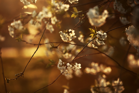 White Cherry flower bloom in spring season. the cherry blossoms after sunset. Vintage sweet cherry blossom soft tone texture background.の写真素材