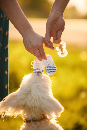 hold hands. white dog at sunset. future familyの写真素材
