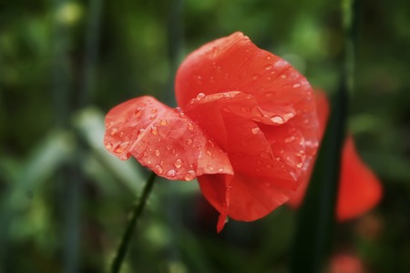 Flower poppy flowering on background poppies flowers.の写真素材