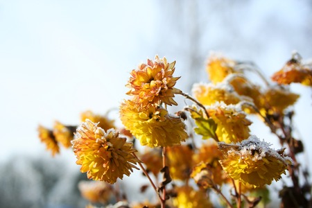 yellow chrysanthemums covered snow. yellow flowers are covered with frostの写真素材