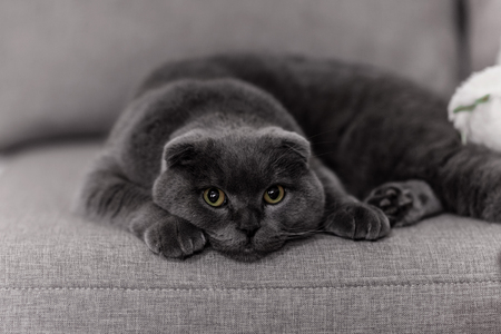Little Briton cat on a black background. gray cat. petsの写真素材