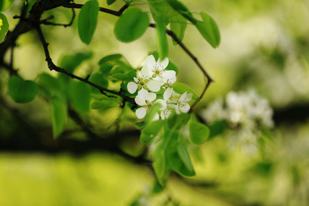 Blossom apple over nature background, spring flowersの写真素材