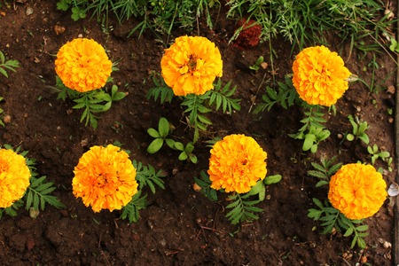 orange flowers in the ground. Tagetes erecta Marigolds glade yellow and orange blooming flowers and buds growing in flower bed, top viewの写真素材