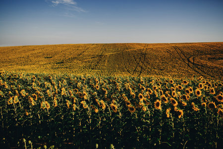 Beautiful sunflowers in the field natural background, Sunflower blooming