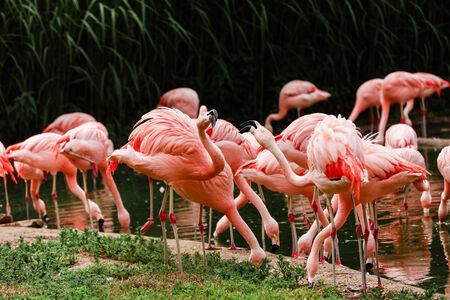 A group of pink flamingos hunting in the pond, Oasis of green in urban setting, flamingo.の写真素材