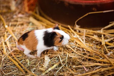 guinea pig in the hay. Cute Red and White Guinea Pig Close-up. Little Pet in its Houseの写真素材