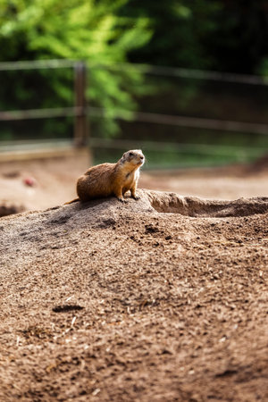 Two Marmota. Cute wild Gopher standing in green grass. Observing young ground squirrel stands guard...