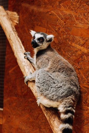 A ring-tailed lemur (Lemur catta) is eating a fruit while sitting on a log