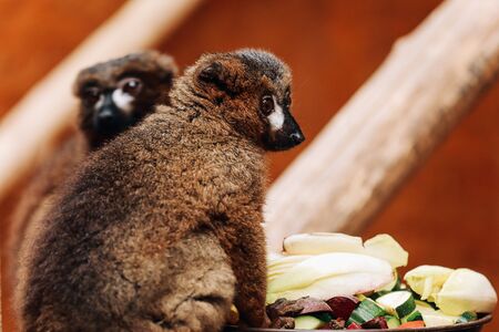 A ring-tailed lemur (Lemur catta) is eating a fruit while sitting on a logの写真素材