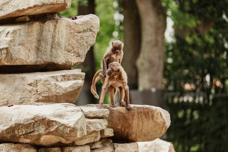 Two monkeys in love on the stones, lopburi. marmosets have sex in nature. Monkey in the zoo
