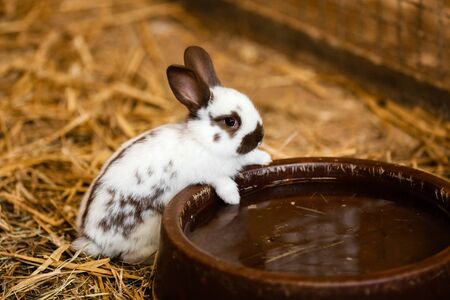 Cute white rabbit will eat water from the tray on brick floor in garden home. white rabbit drinks waterの写真素材