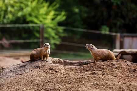 two sitting natural marmots looking in opposite directions. Curious european suslik posing to photographer. little sousliks observingの写真素材
