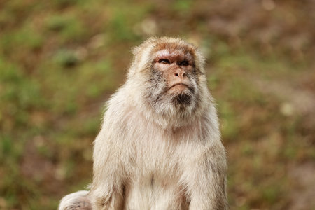 Wild monkey family at sacred monkey forest. portrait of a monkey in the park. Monkey forest park....