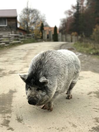 A big black pig walks down the village street.の写真素材