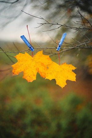 Yellow autumn maple leaf and blue clothespin on tree branch with sky and green field background....