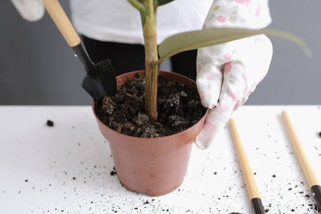 Woman replanting Ficus flower in a new wicker pot, the houseplant transplant at home. Young...