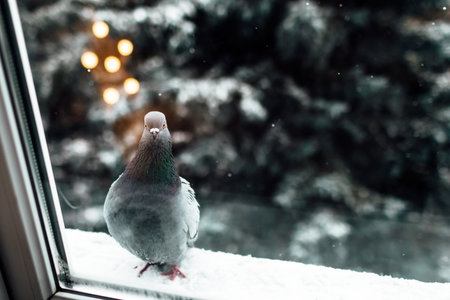 A lone dove sits on the ledge outside the window. The dove feels cold, hungry, lonely, anxious, curious. dove in winter.の写真素材