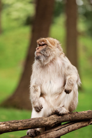 portrait of adult macaque in tropical nature park. Cheeky monkey in the natural forest area....