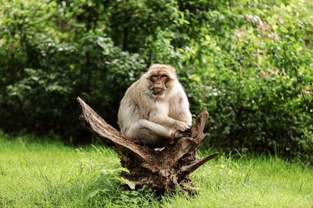 portrait of adult macaque in tropical nature park. Cheeky monkey in the natural forest area. Wildlife scene with danger animal. Selective focusの写真素材
