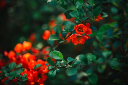 close up branch with a lot of red flowers. selective focus.の写真素材
