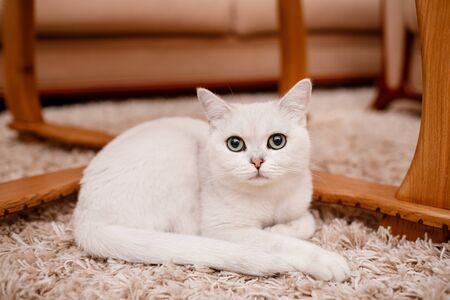 cute white cat with blue eyes looks into the camera and sits on the carpet at home.の写真素材