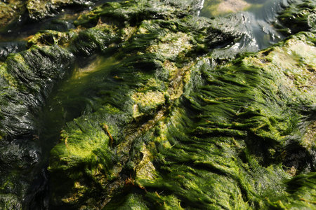 Close up of green algae covered rocks on the seashore. nature background and wallpaper.