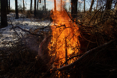 Burning fire. The bonfire burns in the forest. Texture of burning fire. Bonfire for cooking in the...