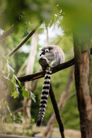Ring-tailed lemur - Lemur catta, a small monkey with a long striped tail sitting on a tree branch in the natural park. selective focus. animal backgroundの写真素材