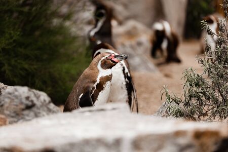 Cute brown penguins walking in a natural park. selective focus.の写真素材