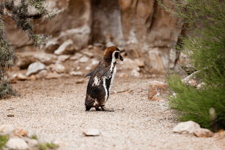 Cute brown penguins walking in a natural park. selective focus.の写真素材