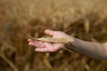 Children's hand holds a spikelet of wheat on the field, in the countryside. Agriculture. Rich...