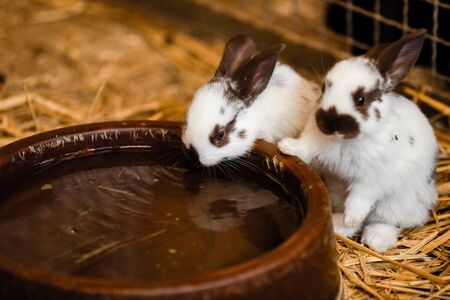 Cute white rabbit will eat water from the tray on brick floor in garden home. white rabbit drinks waterの写真素材