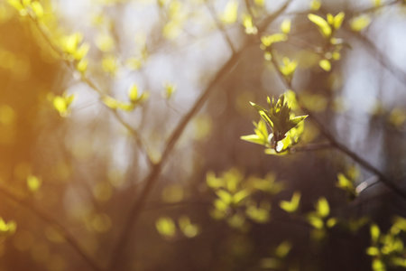 tree branch with buds with bright light background in the spring forest. selective focus. copy space