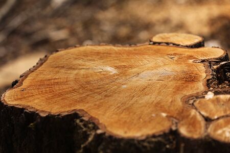 stump from a cut tree. Pine tree forestry exploitation in a sunny day. overexploitation leads to deforestation endangering environment and sustainability. deforestation, selective focus.の写真素材