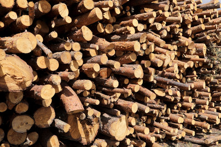 Stack of cut pine tree logs in a forest. Wood logs, timber logging, industrial destruction, forests...
